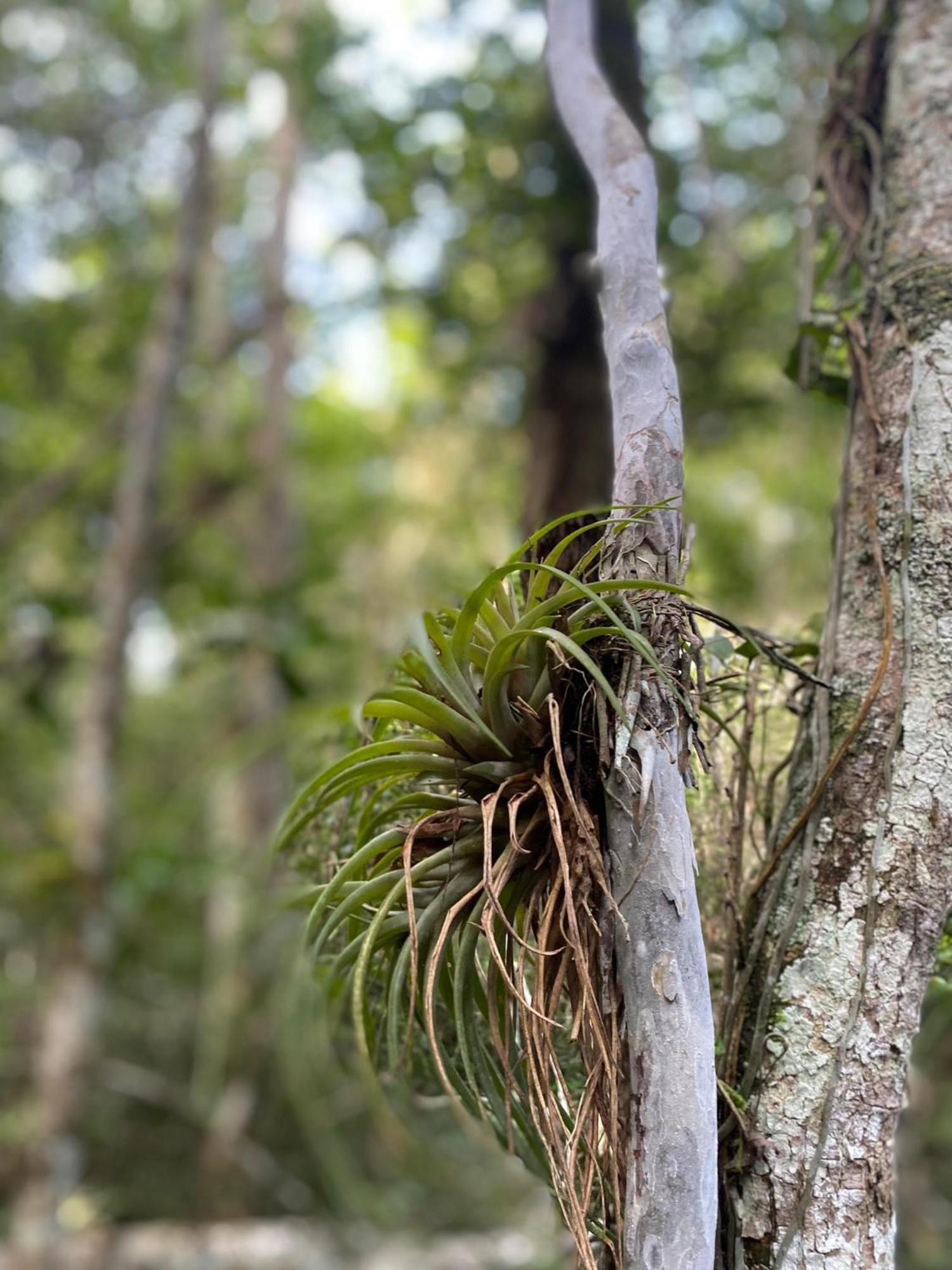 Eco Aldea Kinich Ahau Xpujil Exterior foto